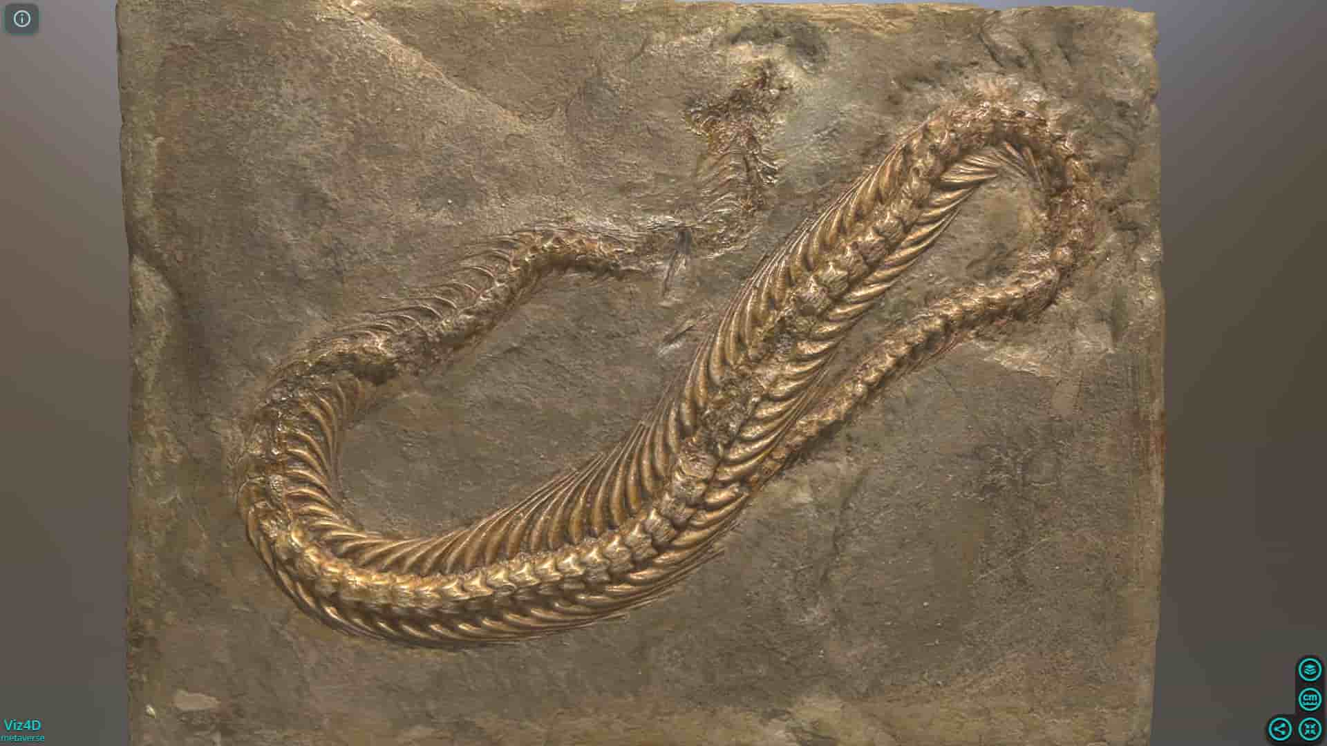 Hóa thạch rắn biển 100 triệu năm- Bảo tàng lịch sử tự nhiên Vienna.