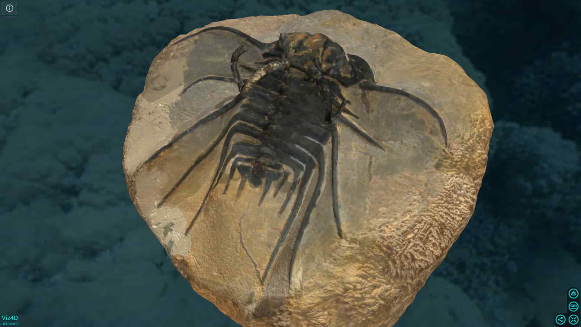 Hóa thạch của con Trilobite có sừng- Bảo tàng Lịch sử Tự nhiên Vienna