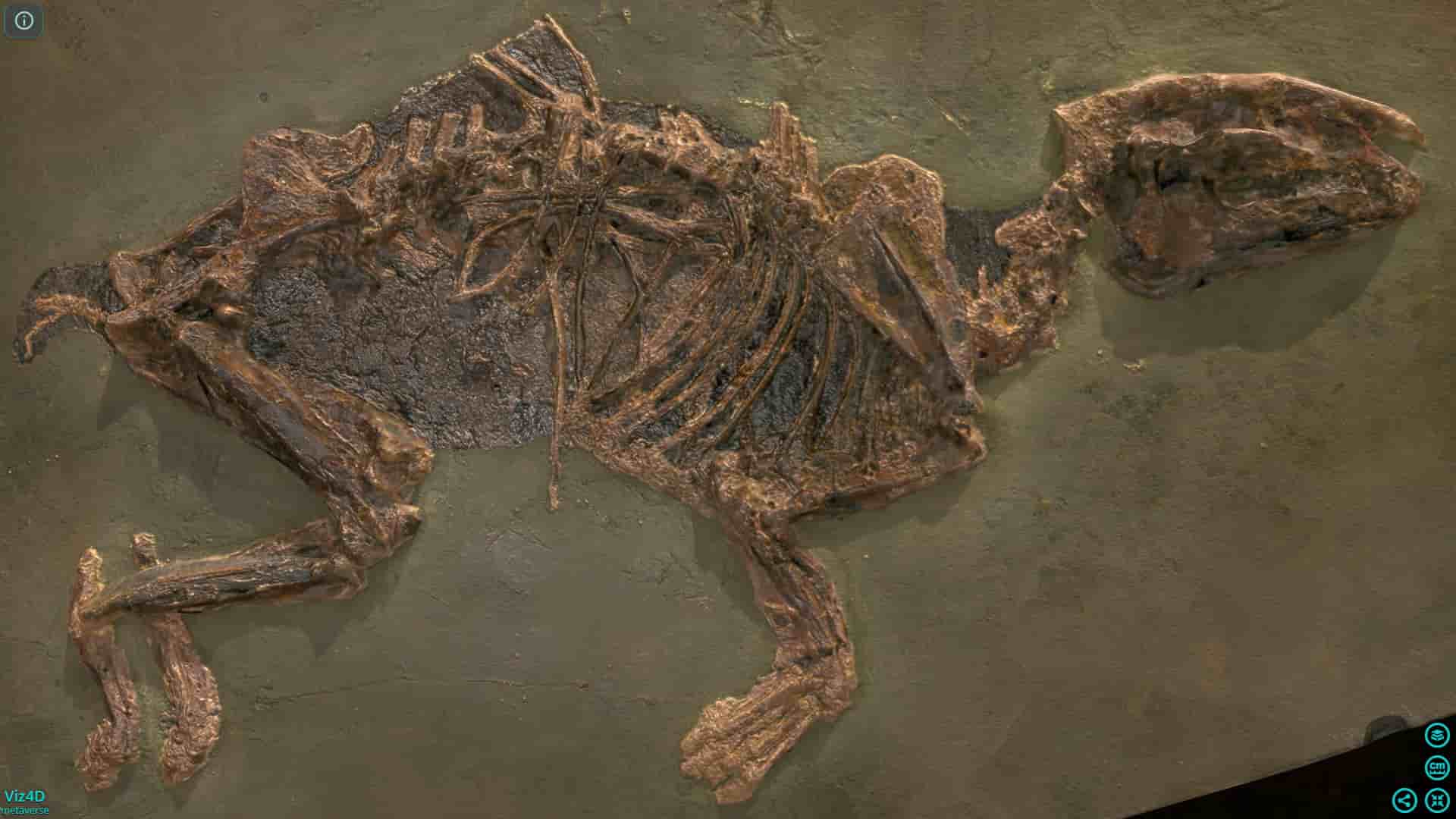 Ngựa hóa thạch - Bảo tàng lịch sử tự nhiên Vienna.